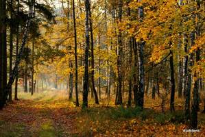 Klarują się zasady sprzedaży surowca na rok 2009