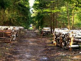 Rosja opóźnia wzrost cła wywozowego na drewno okrągłe