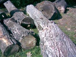 Ścięte dęby wracają do rezerwatu