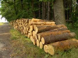 Śledztwo w sprawie Nadleśnictwa Trzebciny