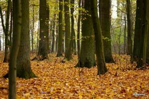 Fundusz leśny na reprywatyzację - Żelichowski grozi dymisją