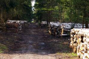 Do 22. grudnia przedłużono termin składania ofert na drewno z LP