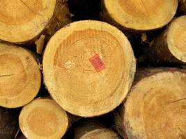 Nie będzie podwyżek cen drewna?