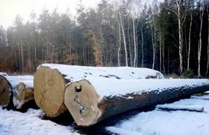 Submisja drewna w RDLP Szczecin