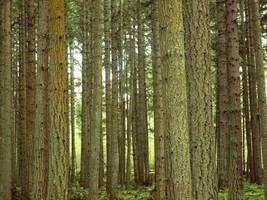 W Beskidach posadzą milion drzew