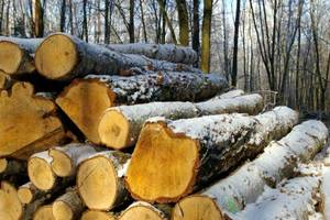 Firmy podpisują umowy na dostawy surowca z Lasów Państwowych