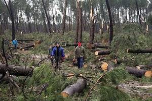 55 mln m3 drewna powalił huragan Klaus