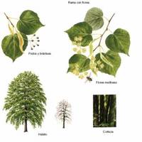 Drzewo, drewno lipowe, a jego własności użytkowe