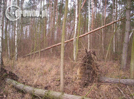 Lasy Państwowe: Trwa liczenie strat po huraganach 