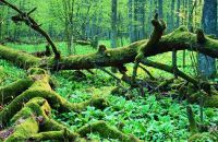 <small><FONT color=gray>&copy;WWF Polska<br> Puszcza Białowieska <br>- o jej unikalnym charakterze <br>stanowią naturalne procesy<br> trwające bez ingerencji<br> człowieka.</font></small>
