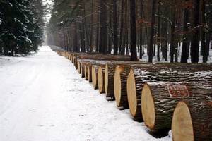 Od 23 lutego wprowadzone zostaną bonifikaty cen drewna