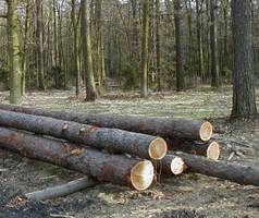 Łukaszenko znosi państwowy monopol w zakresie eksportu drewna