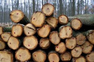 Przemysł przerabiający drewno ma wspólną reprezentację