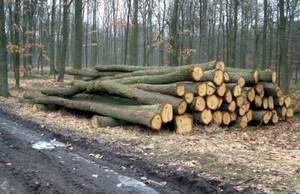 Sprzedaż drewna w Lasach Państwowych spadła o 40%