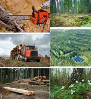 Skuteczne narzędzia kontroli pochodzenia drewna