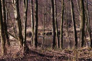Natura 2000 zagrożeniem dla przemysłu drzewnego