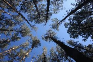 Rainforest Alliance: zapobiegamy zmianom klimatycznym