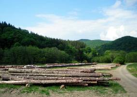 Nowe zasady certyfikacji grupowej gospodarki leśnej FSC 