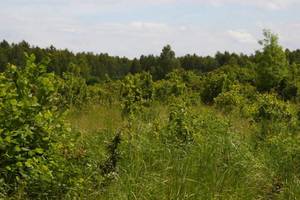 Lasy nie dostaną pieniędzy za CO2