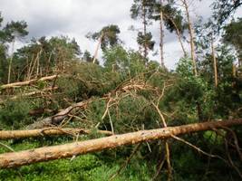 100 tys. m3 wiatrołomów w RDLP Poznań