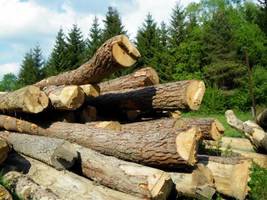 Krok po kroku w kierunku dobrych zasad sprzedaży drewna