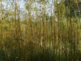 Perspektywy rozwoju upraw energetycznych. Pomysł na bezpieczny, rentowny, stabilny i gwarantowany długoterminowo biznes.