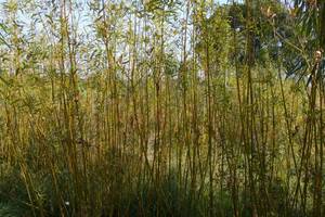 Konferencja: Biomasa - technologie spalania, realizacja inwestycji, finansowanie