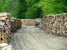 Nowe zasady sprzedaży drewna: Większa masa na e-drewno