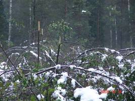 Śnieg wywołał duże szkody w lasach RDLP Krosno