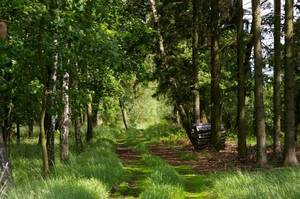 Lasy Państwowe odpierają zarzuty NIK