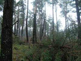 RDLP Krosno: Bilans szkód od okiści w lasach 