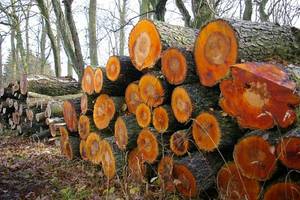 PIGPD: Konieczna interwencja na rynku drewna
