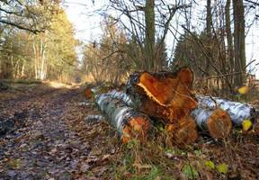 Wystąpienie Prezesa OZPPD na Komisji Ochrony Środowiska, Zasobów Naturalnych i Leśnictwa