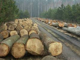 RDLP Kraków: Submisja drewna cennego