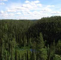 Fińscy potentaci rynku drzewnego ukarani za zmowę cenową