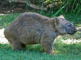 Wombat tasmański - Vombatus ursinus