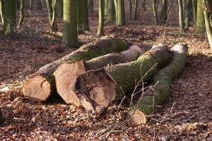 KPPD podpisało umowę zakupu surowca z RDLP Szczecinek