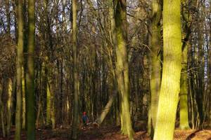 OZPPD: Protest do Marszałka Sejmu w sprawie dezinformacji posłów