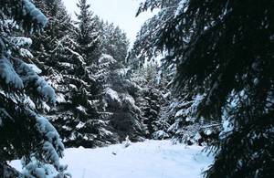 Lasy Państwowe: Akcja Choinka