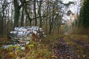 Rosyjskie cło na drewno nie wzrośnie w 2010r.