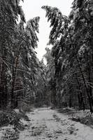 Klęska okiści w Nadleśnictwie Jędrzejów