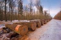 Aukcja dębu w Krotoszynie: Wyniki lepsze niż rok wcześniej