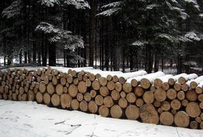 RDLP w Radomiu: Mniej kradzieży w lasach