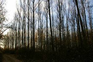 Zmodyfikowane genetycznie drzewa rosną szybciej