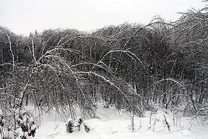Na 50 tys. m3 szacowane są straty RDLP Radom w wyniku okiści