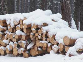 Rośnie łotewski eksport surowca drzewnego