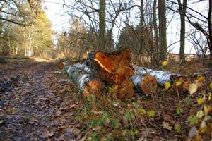 NIK: Lasy Państwowe zbyt pobłażliwe dla kupujących drewno