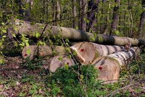 PIGPD chce uczestniczyć w pracach nad zmianą Ustawy o Lasach