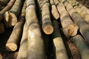 Estońskie lasy planują rekordowe pozyskanie  w 2010r.