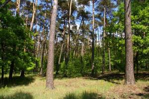RDLP Białystok bez certyfikatu FSC